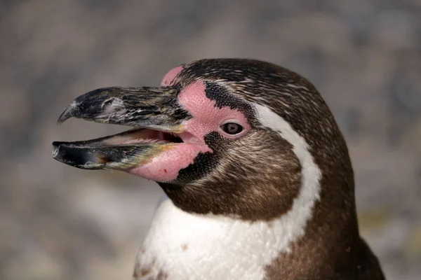 Humboldt Pengueninin Portresi Spheniscus Humboldti Gagasının Açılması — Stok fotoğraf