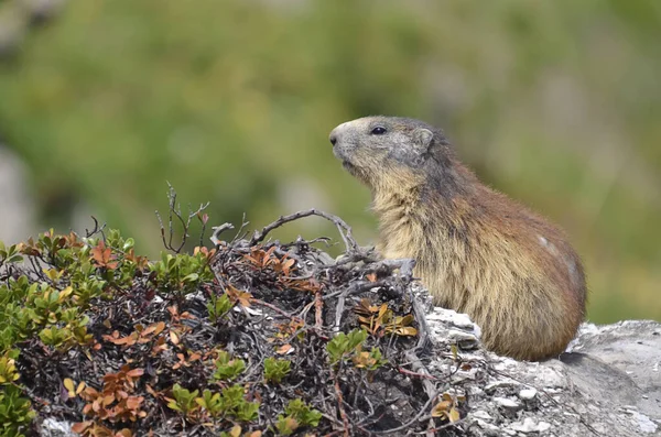 Marmotte Alpine Marmota Marmota Sur Rocher Dans Les Alpes Françaises — Photo