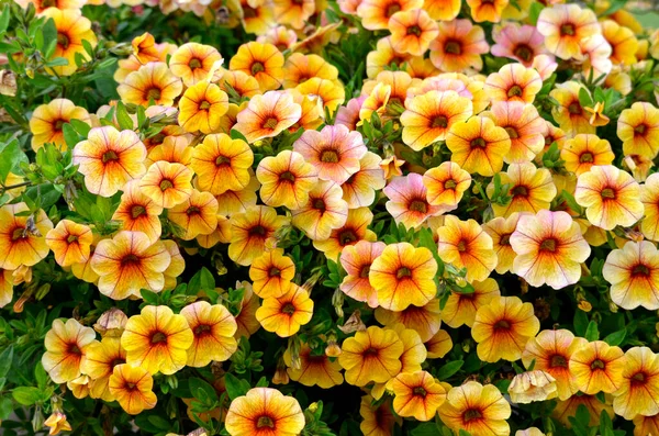 Background Yellow Red Petunia Flowers Garden — Stock Photo, Image