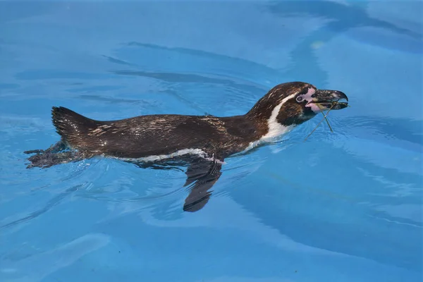 Humboldt Penguin Spheniscus Humboldti Swimming Blue Water Viewed — Stock Photo, Image