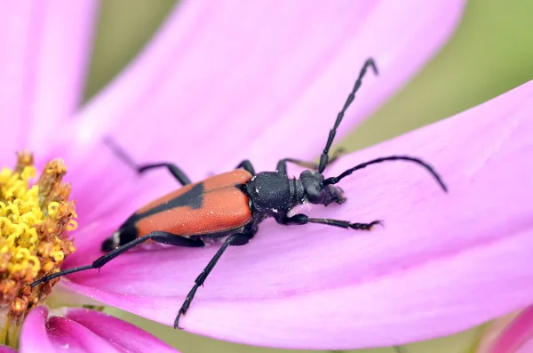 Leptura scarabée se nourrissant de fleurs — Photo