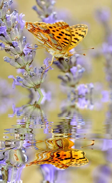 İspanya Fritillari kelebek yansıması ile su üstünde kraliçesi — Stok fotoğraf
