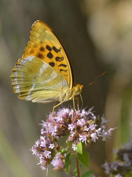 Серебряная бабочка на цветке — стоковое фото