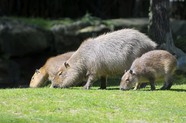 Capybaras wypas — Zdjęcie stockowe