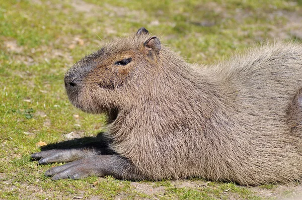 Kapibara leżąc na trawie — Zdjęcie stockowe
