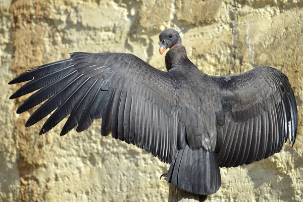 Juvenile King vulture outspread wings — Stock Photo, Image