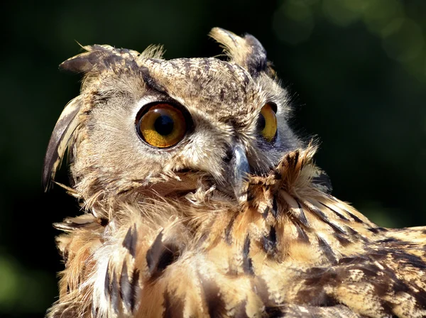 ワシミミズクの肖像画 — ストック写真