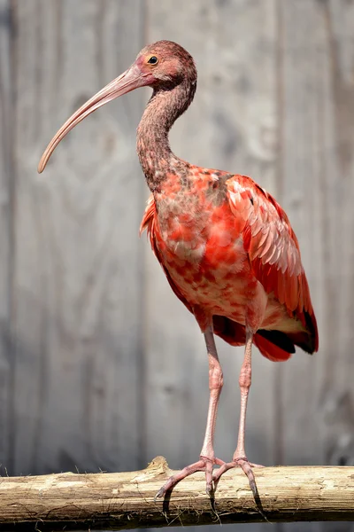 Ibis écarlate perché — Photo