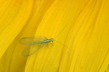 Ayçiçeği üzerinde yeşil lacewings