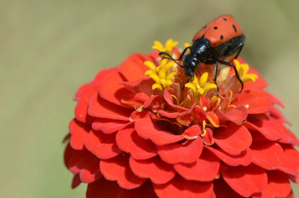 Mylabris coléoptère sur la fleur — Photo