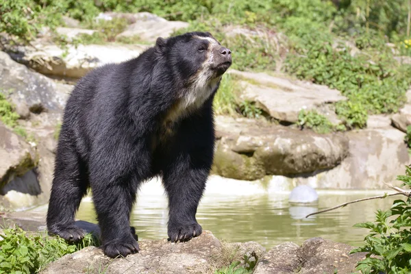 Orso andino — Foto Stock