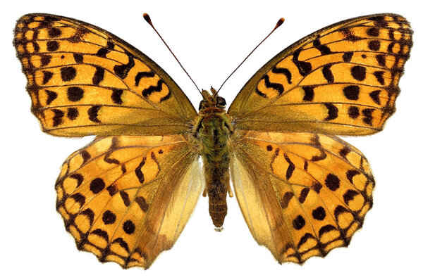 Isolated High Brown Fritillary butterfly
