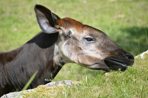 Ritratto di okapi che mangia erba — Foto Stock