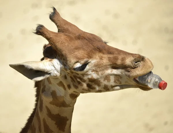 Girafa com garrafa na boca — Fotografia de Stock