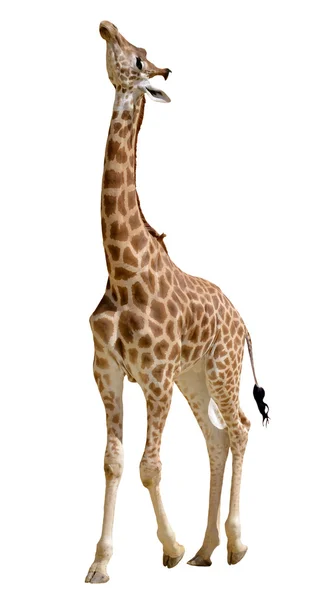 Isolated giraffe — Stock Photo, Image