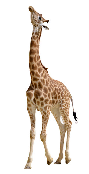 Isolated giraffe