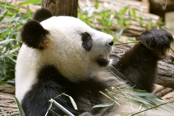 Giant panda eating bamboo — Stock Photo, Image