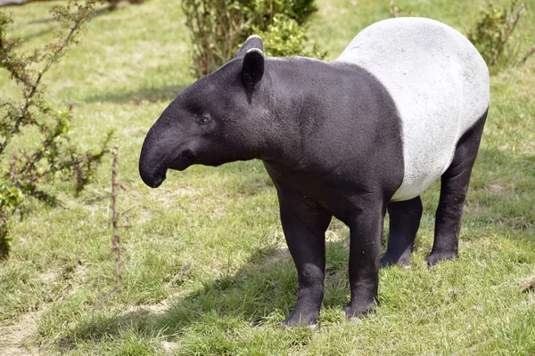 Çimenlerin üzerinde Malaya tapiri