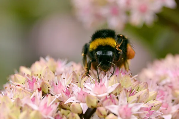 Humla utfodring på blomma — Stockfoto