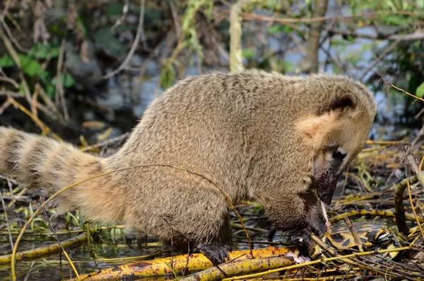 Ring-tailed Coati eating a turtle — Stock Photo, Image