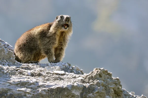 Marmotte alpine sur rocher — Photo