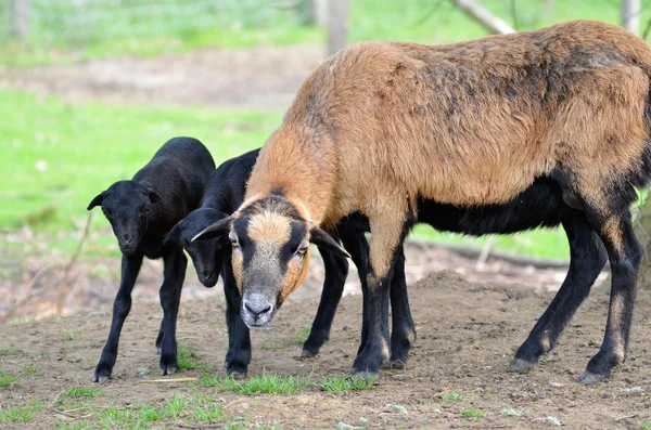 Moutons au Cameroun avec agneaux — Photo