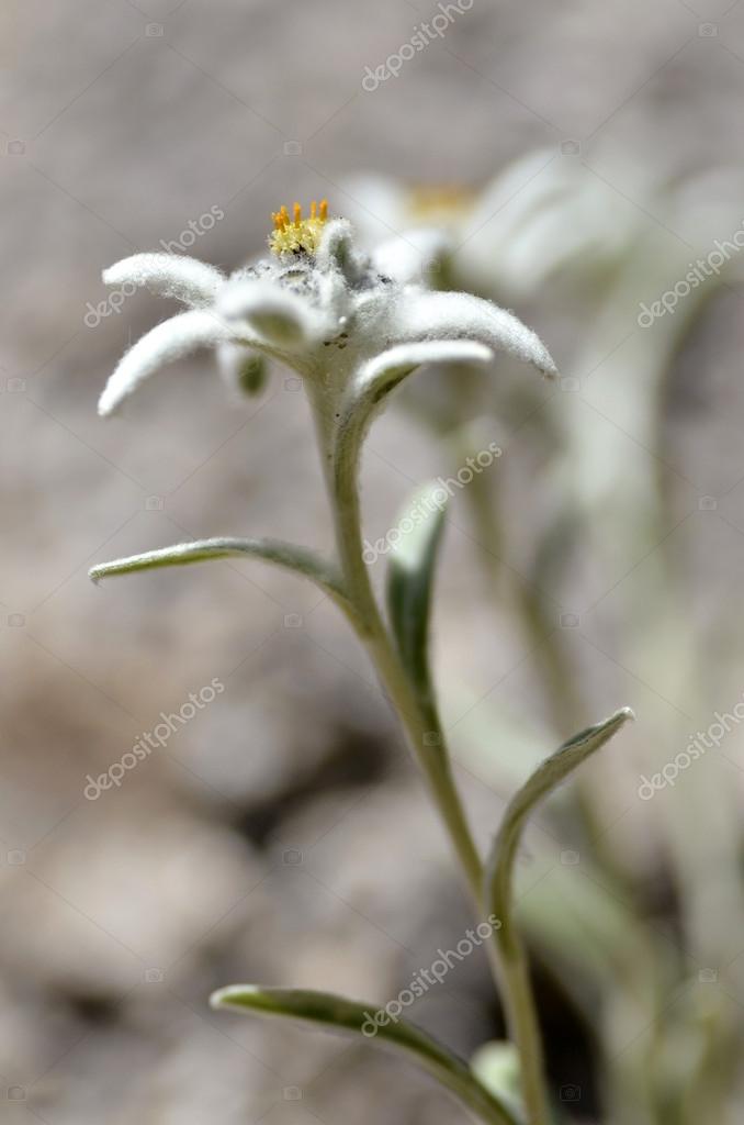 エーデルワイス高山の花 ストック写真 C Christian