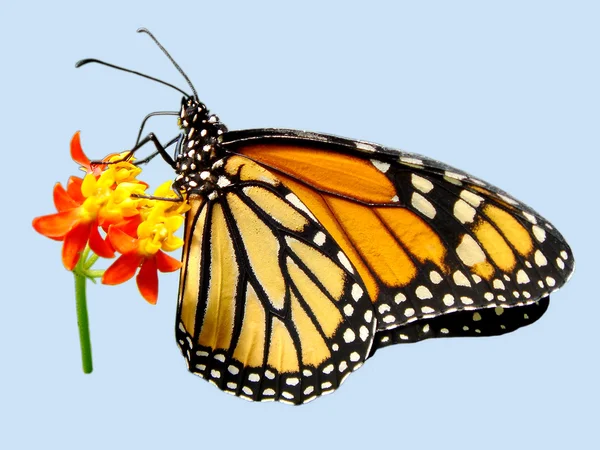 Isolated monarch butterfly — Stock Photo, Image