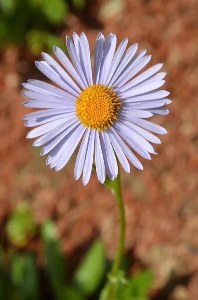 Aster flor — Foto de Stock