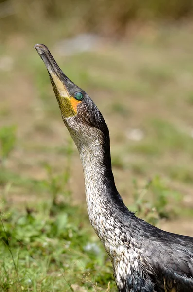 Profile portrait of White-breasted Cormorant — Stock Photo, Image