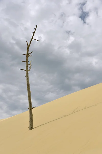 Döda träd på Dune Pilat — Stockfoto