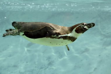 su altında Humboldt pengueni