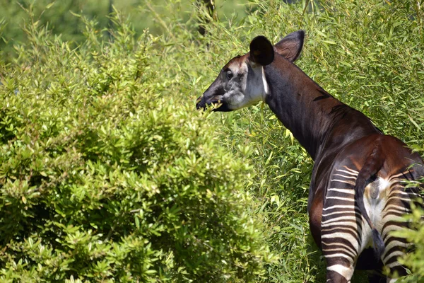 Okapi w roślinność — Zdjęcie stockowe