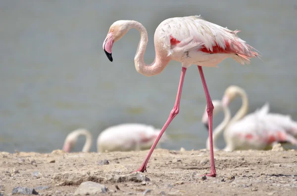 Séta a föld Flamingo — Stock Fotó