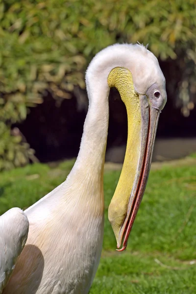 Retrato de pelicano branco — Fotografia de Stock