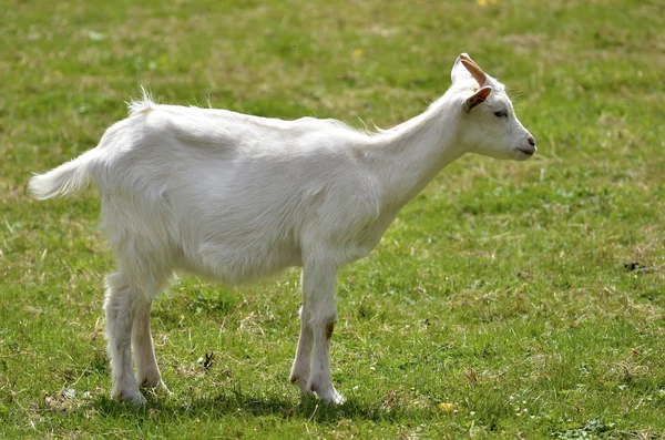 Witte geit op gras — Stockfoto