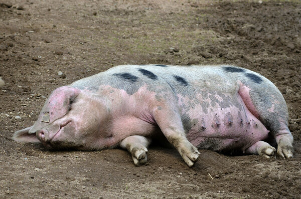 Соус Байе, лежащий на земле
