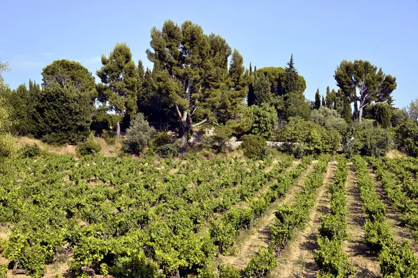 Виноградник Ле-Кастелле во Франции — стоковое фото