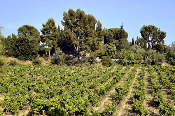 Winnica Le Castellet we Francji — Zdjęcie stockowe