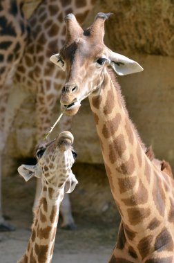 Giraffe and baby clipart