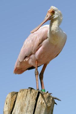 Roseate Spoonbill on wood post clipart