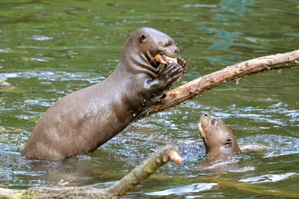 Reuzenotter eten van een vis — Stockfoto