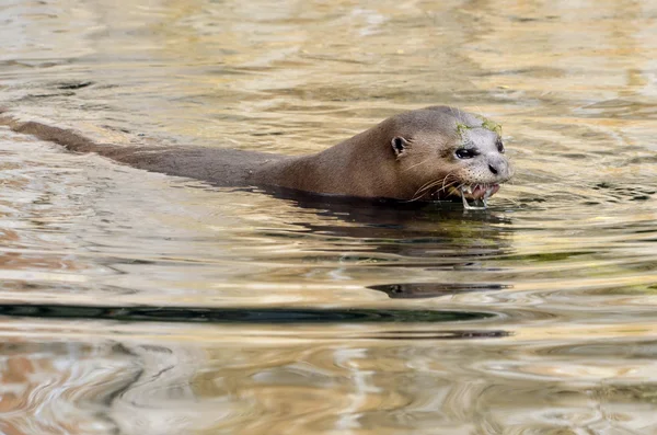 Giant otter swimming in water — Stock Photo, Image