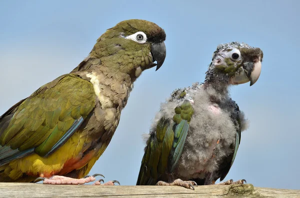 Two Burrowing Parrots — Stock Photo, Image