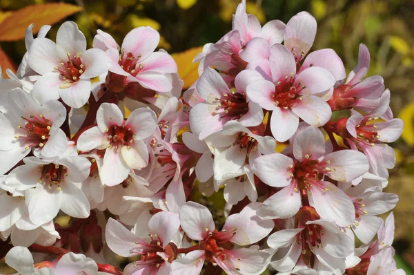 Цветы макро Бадан — стоковое фото