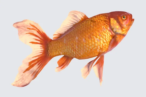Isolerade guldfisk — Stockfoto
