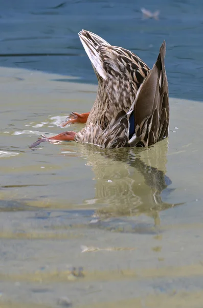 Pato com a cabeça debaixo de água — Fotografia de Stock