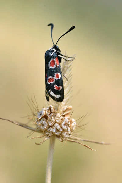 Zygaena 蝴蝶在草地上 — 图库照片