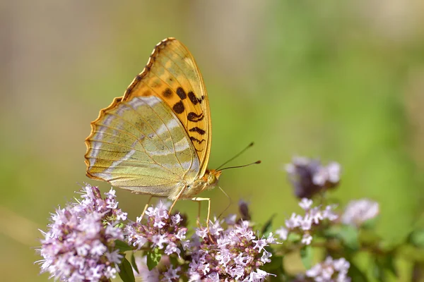 Mariposa Fritillary lavada en plata en flor —  Fotos de Stock