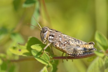 Locust yaprak üzerinde